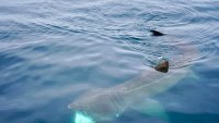 Rare sighting of enormous basking sharks off California coast leaves wildlife enthusiasts in awe