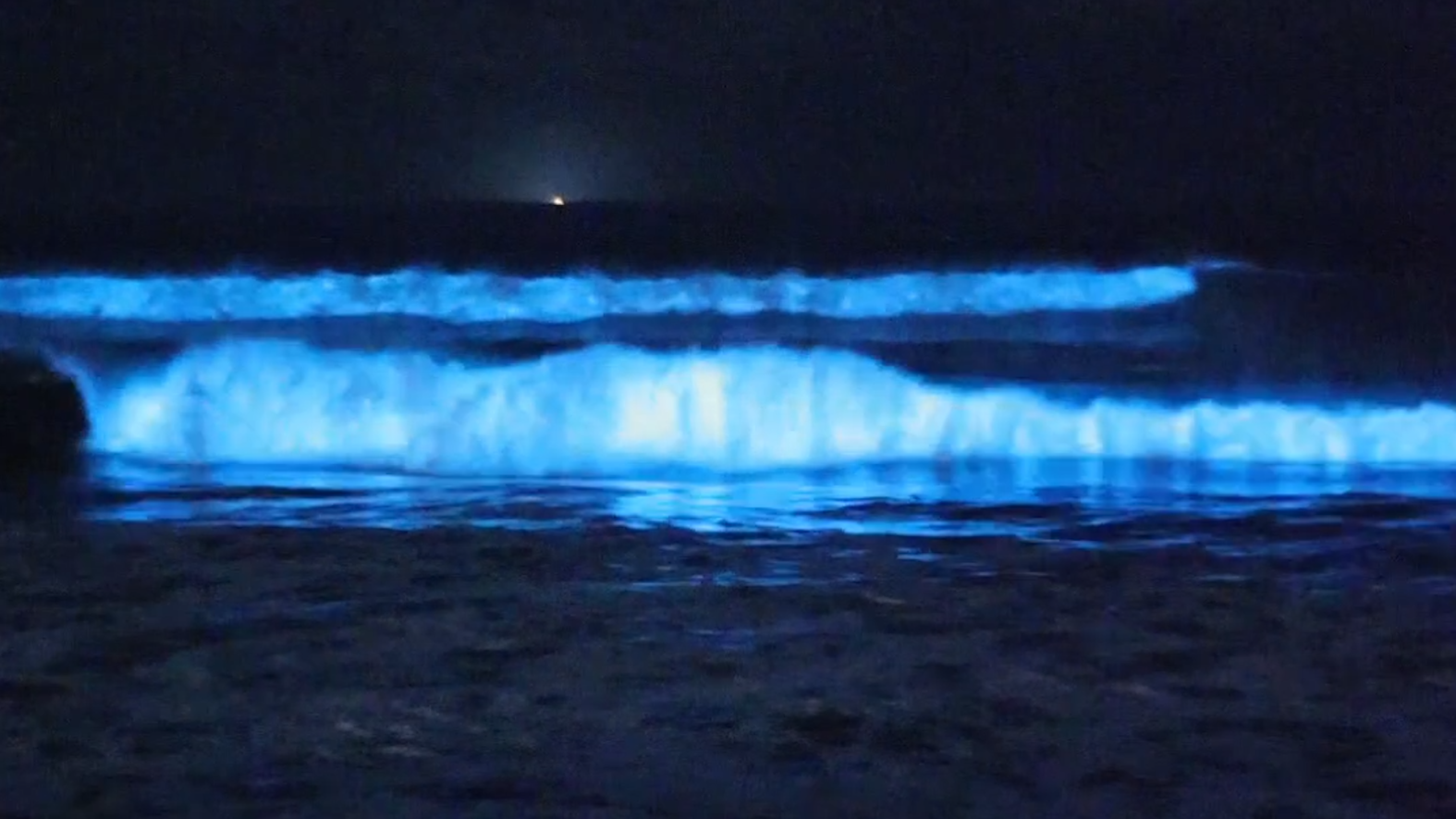San Diego bioluminescence 2025 Glowing blue waves spotted NBC 7 San