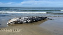 A 1-2 year old male gray whale lies deceased on the beaches in La Jolla on Feb. 23, 2024. (San Diego Fire-Rescue Department)