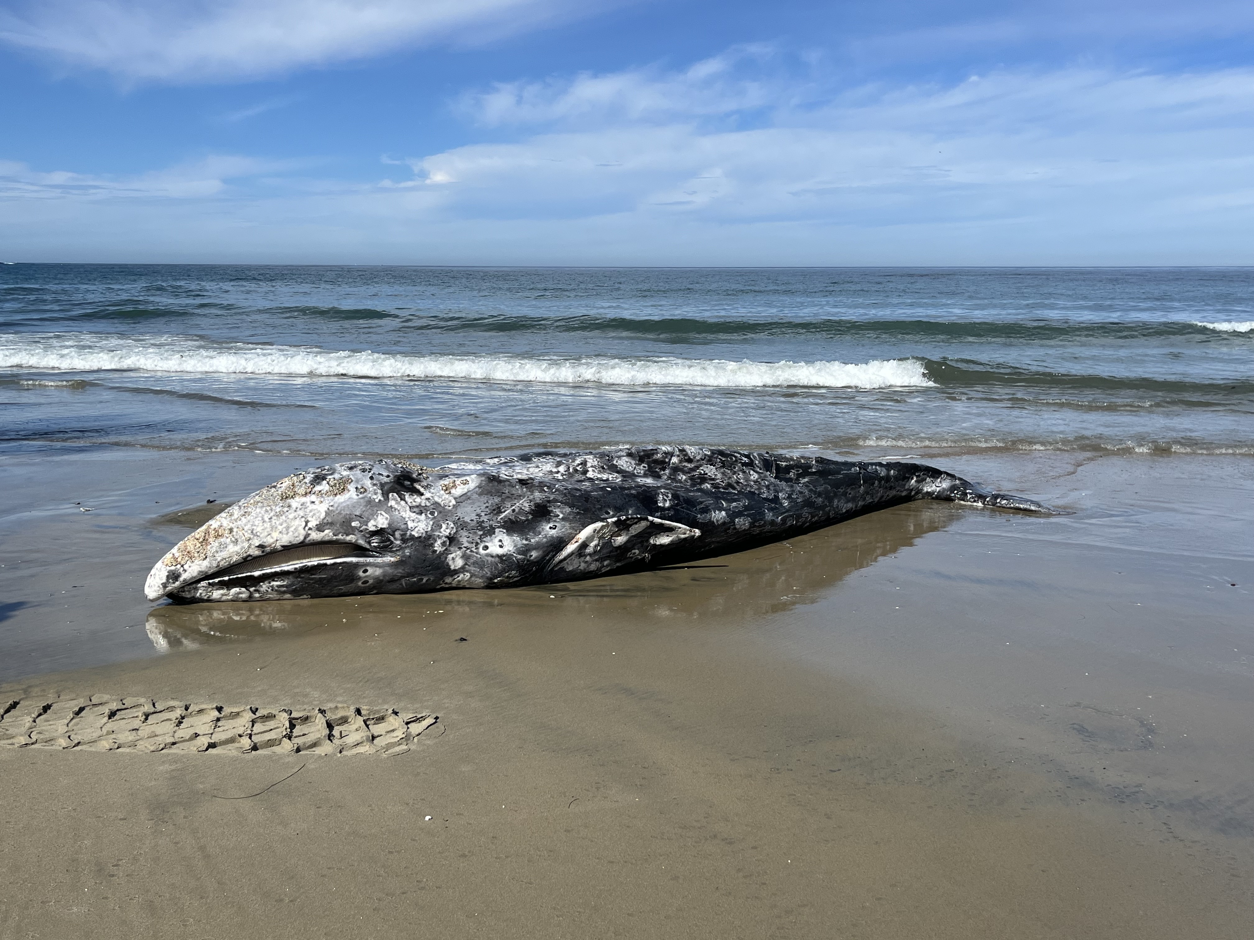 A 1-2 year old male gray whale lies deceased on the beaches in La Jolla on Feb. 23, 2024.  (San Diego Fire-Rescue Department)