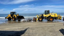 A dead 1-2 year old male gray whale is moved off the beach by mechanized beach crews from the San Diego Parks and Recreation Department in La Jolla on Feb. 23, 2024. (San Diego Fire-Rescue Department)