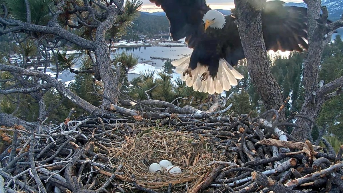 We're eagle-ly awaiting babies in Big Bear: 'Pip Watch' arrives for Jackie and Shadow – NBC 7 San Diego - Vimarsana News
