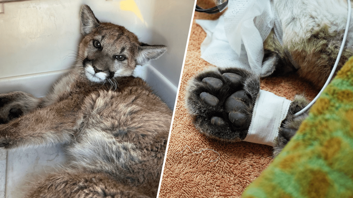 Mountain lion cub recovers after surgeries at Ramona Wildlife Center