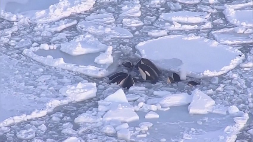 Drone photo of orcas trapped in ice