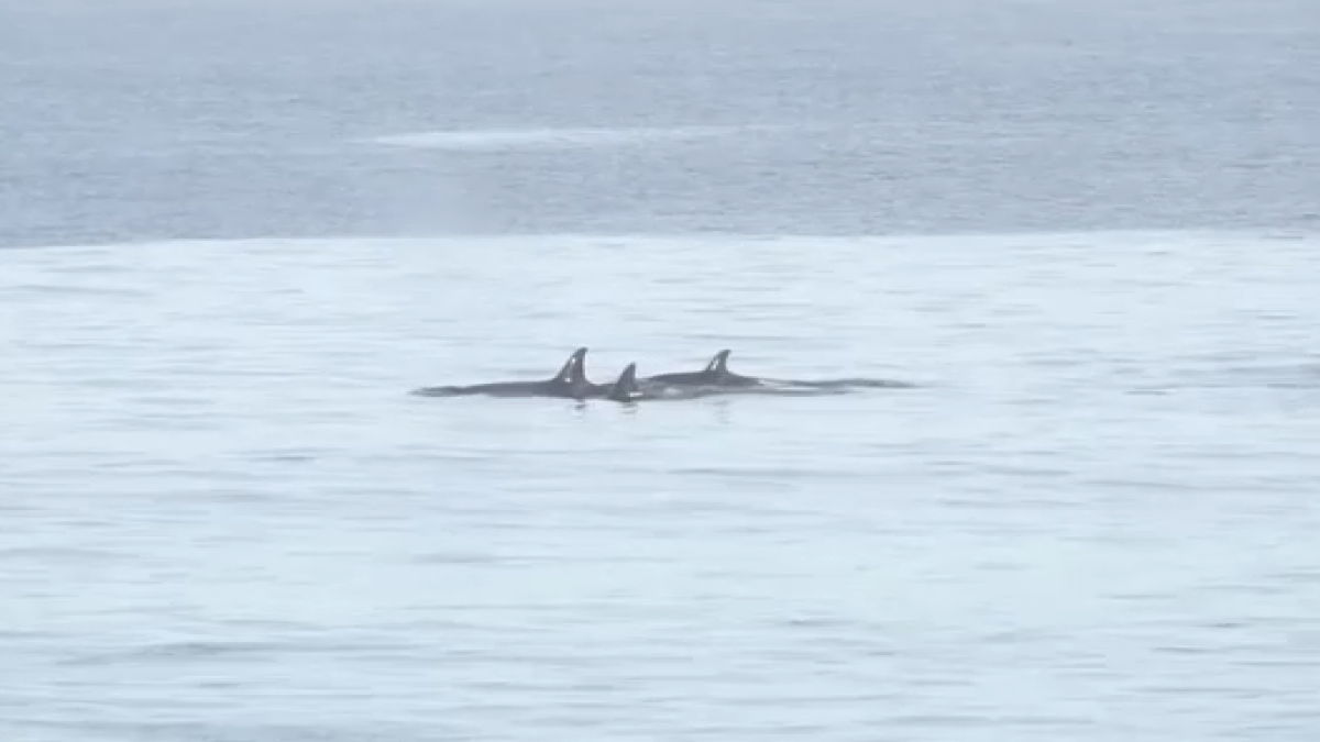 Orcas swim with surfers on hunt for dolphin near La Jolla's Scripps Pier – NBC 7 San Diego - Vimarsana News