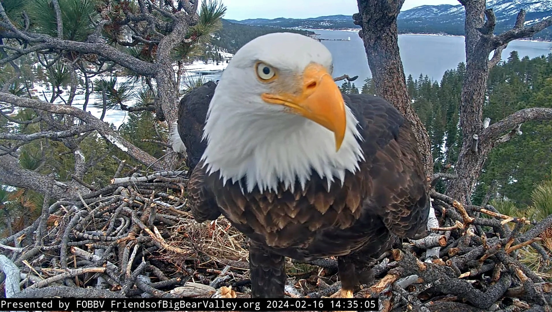 Beloved Big Bear bald eagles patiently await chicks arrival NBC 7 San