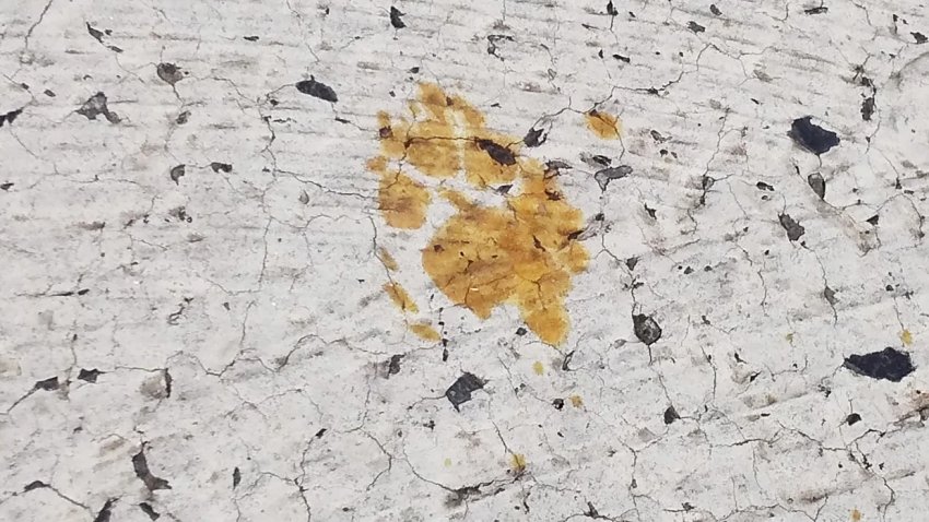 An image released on Tuesday shows footprints believed to be from a cat that fell into a tank of toxic chemicals at a factory in Fukuyama, Japan.