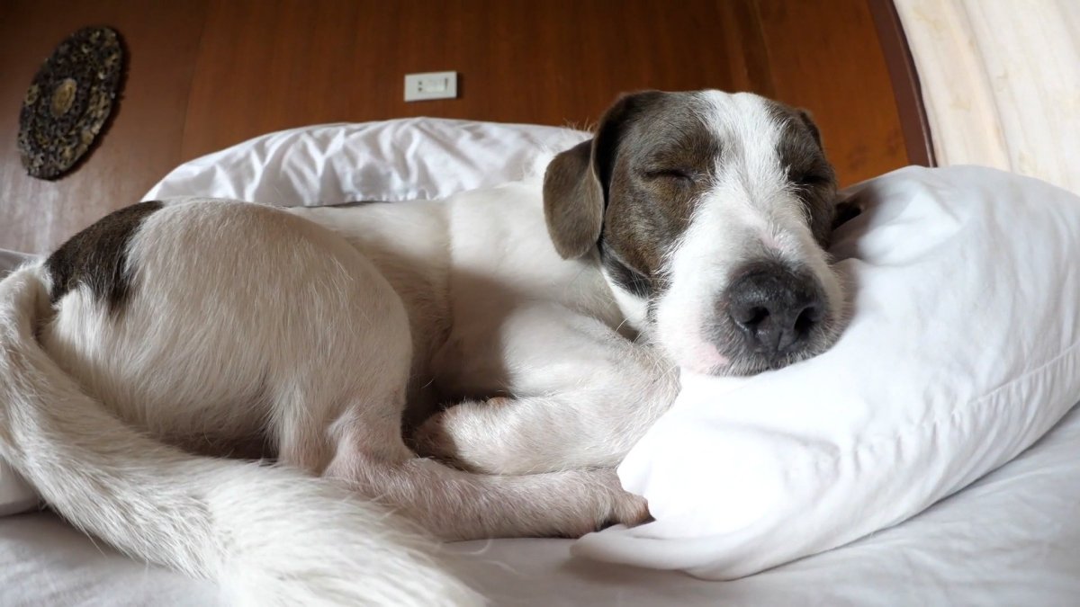 Is it ok to let your dog sleep on your bed? NBC 7 San Diego