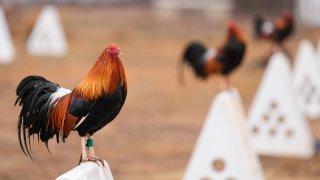 Roosters stand on top of their teepees at Troy Farms.