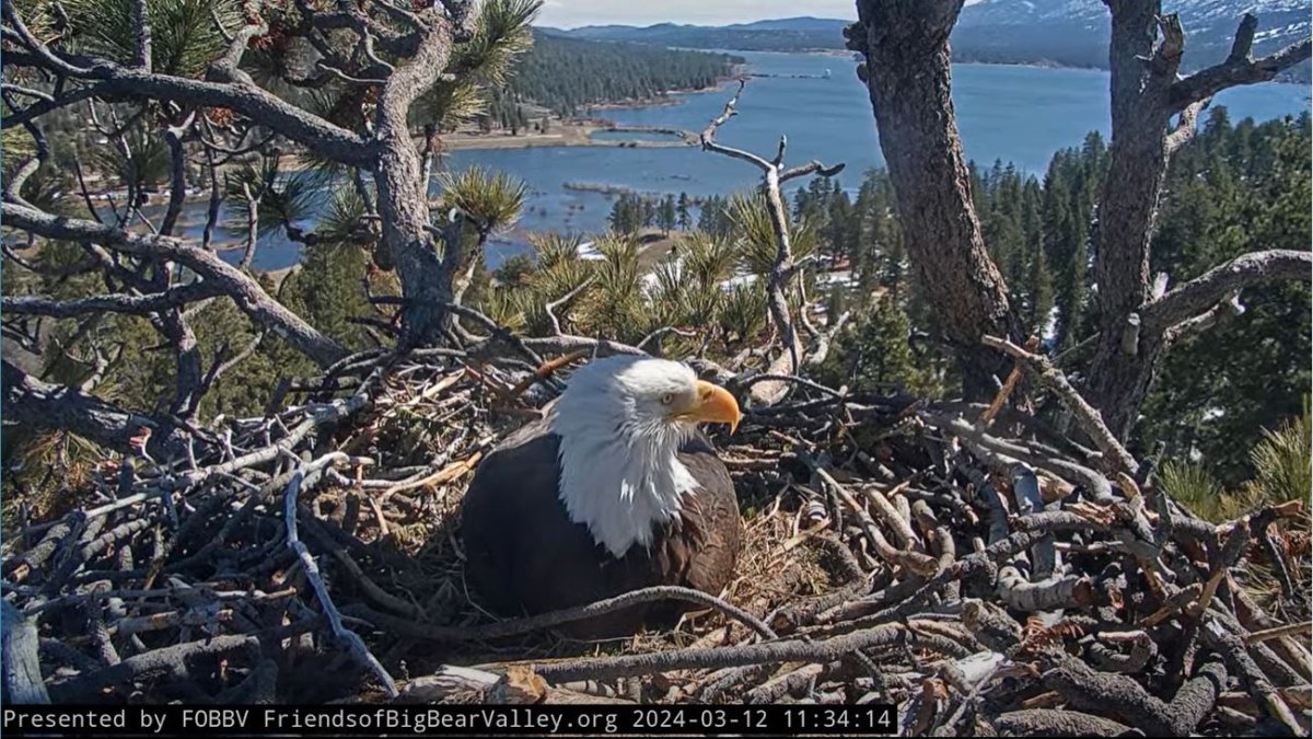 Beloved Big Bear bald eagle eggs ‘unlikely to hatch’ but ‘miracles do