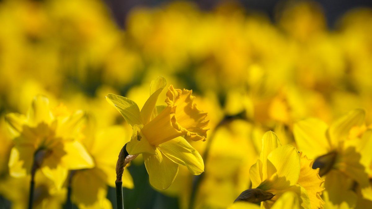 Things to do this weekend in San Diego from March 2224 NBC 7 San Diego