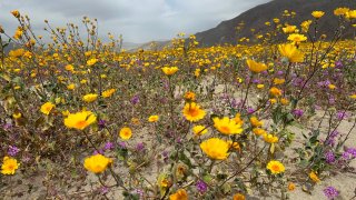 Wet winter weather helped usher in a significant wildflower bloom across the Anza-Borrego Desert.