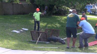 8-foot alligator pulled from Florida drain