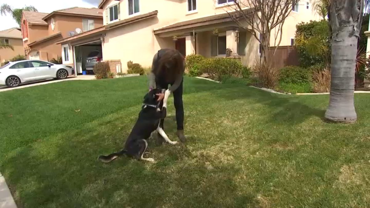 Murrieta family adopts a dog found tied to a tree in Orange County