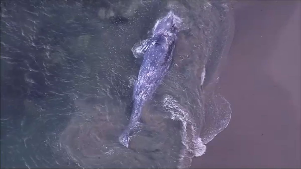 Beached whale spotted in Malibu – NBC 7 San Diego