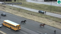 Watch: Escaped horses gallop down busy Cleveland highway