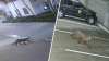 Mountain lion spotted on camera prowling streets of downtown Oceanside: Police