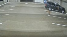 A mountain lion could be seen on surveillance footage walking through the Oceanside City Hall parking garage sometime between March 4 and 6, according to Oceanside Police Department. (Oceanside Police Department)