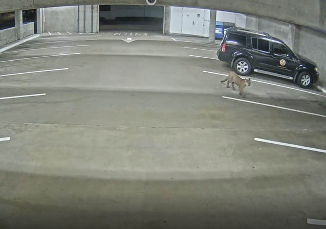 A mountain lion could be seen on surveillance footage walking through the Oceanside City Hall parking garage sometime between March 4 and 6, according to Oceanside Police Department. (Oceanside Police Department)