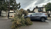 A tree fell onto the street in Point Loma Heights on Saturday, March 30, 2024.