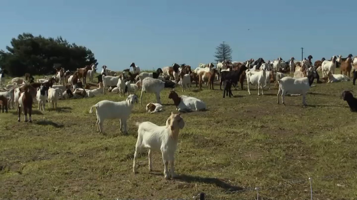 Firefighting goats clear brush in Chula Vista – NBC 7 San Diego