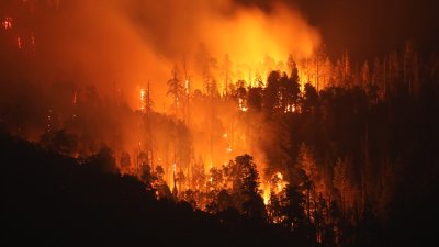 Can Wall Street save our forests after devastating wildfires?