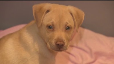 Local animal shelters dealing with overcrowding issues