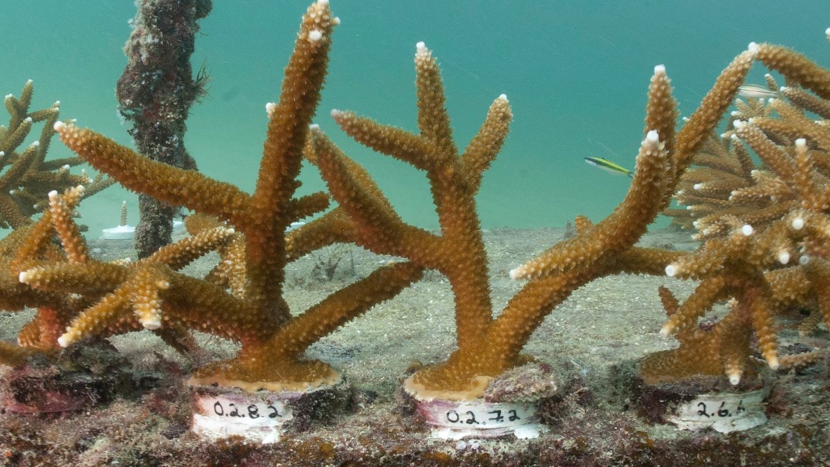 Florida researchers use boba straws to protect baby corals on ocean reefs – NBC 7 San Diego - Vimarsana News