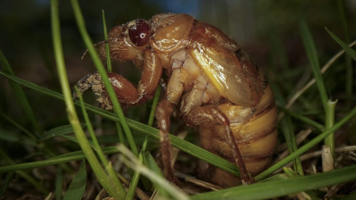 Cicada facts: Insect top of animal kingdom in urination flow rate – NBC 7 San Diego - Vimarsana News