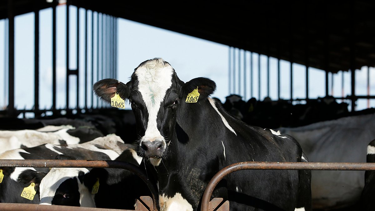 Dairy cattle must be tested for bird flu before moving between states, USDA says – NBC 7 San Diego - Vimarsana News