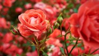Bask in ‘perfume rose fields' at a fragrant realm of roses in Healdsburg