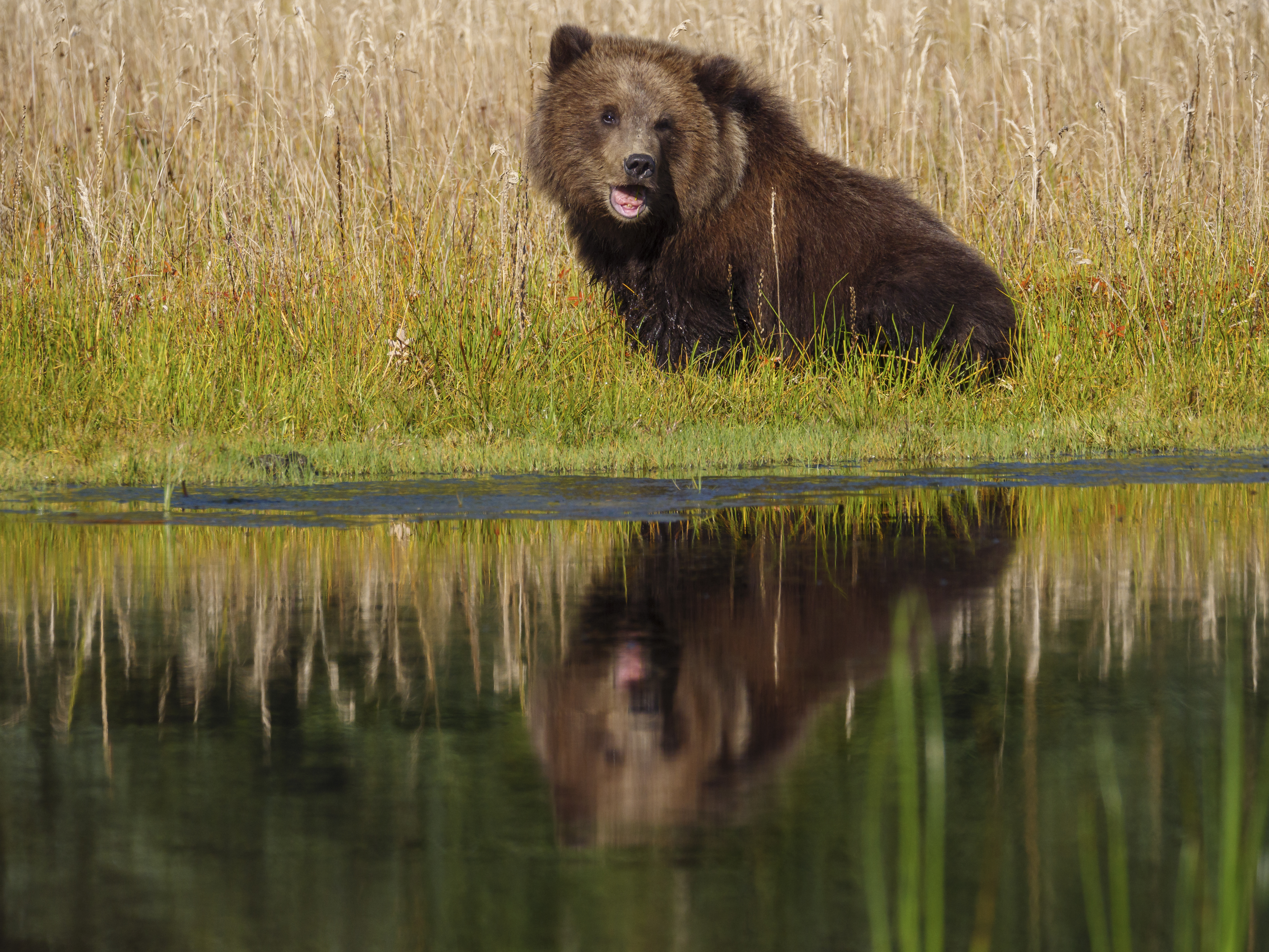 Grizzly bears are set to be reintroduced to Washington state - Vimarsana News