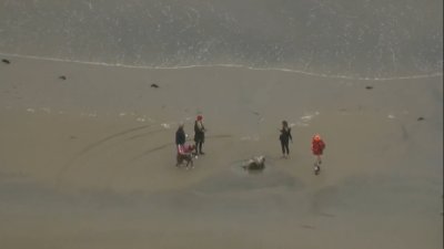 Fragments of decomposed whale washes ashore in La Jolla