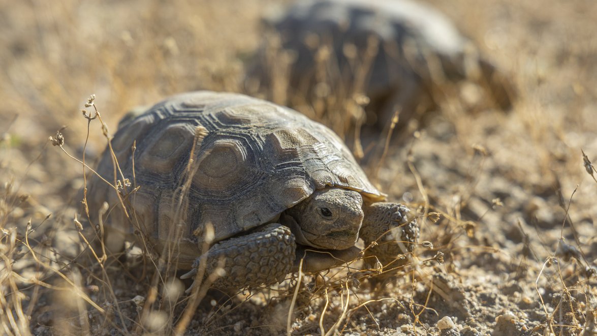 Happy Earth Day: Dozens of tiny endangered tortoises find fresh starts ...