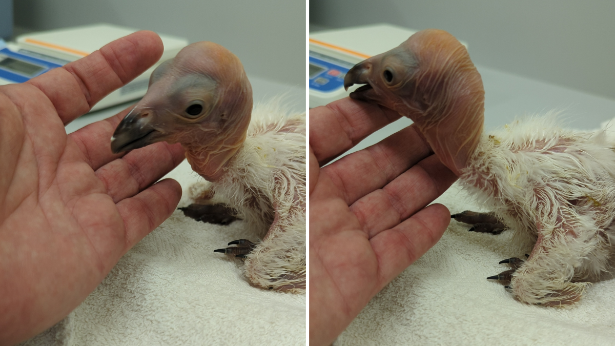 5 California condor chicks hatched at Los Angeles Zoo – NBC 7 San Diego