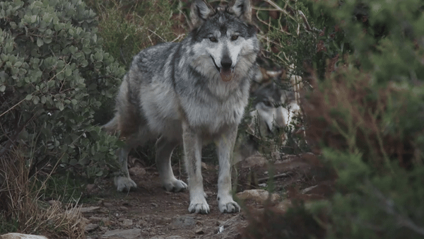 Three of California Wolf Center's lobos heading to Chicago after tension in the pack - Vimarsana News