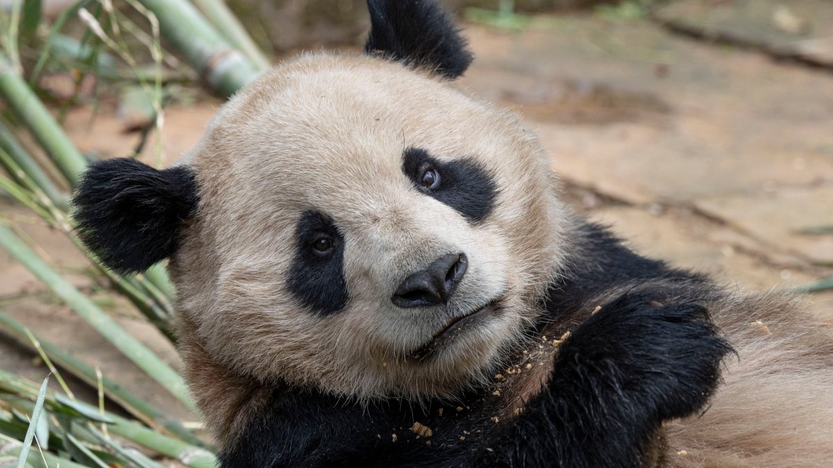 As pandas prepare to depart for San Diego, Mayor Todd Gloria in China ...