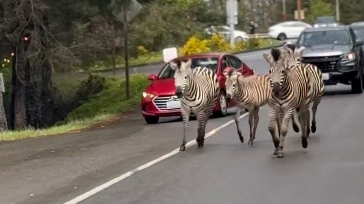 Runaway zebras corralled in Washington state; one still missing – NBC 7