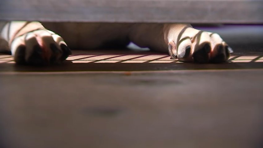 An image of a dog&#039;s paws at an animal shelter in Los Angeles County.