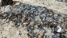 Piles of Velella velella, which only move by winds and tides, wash up on the shores of Del Mar Dog Beach on April 30, 2024. (NBC 7 San Diego)