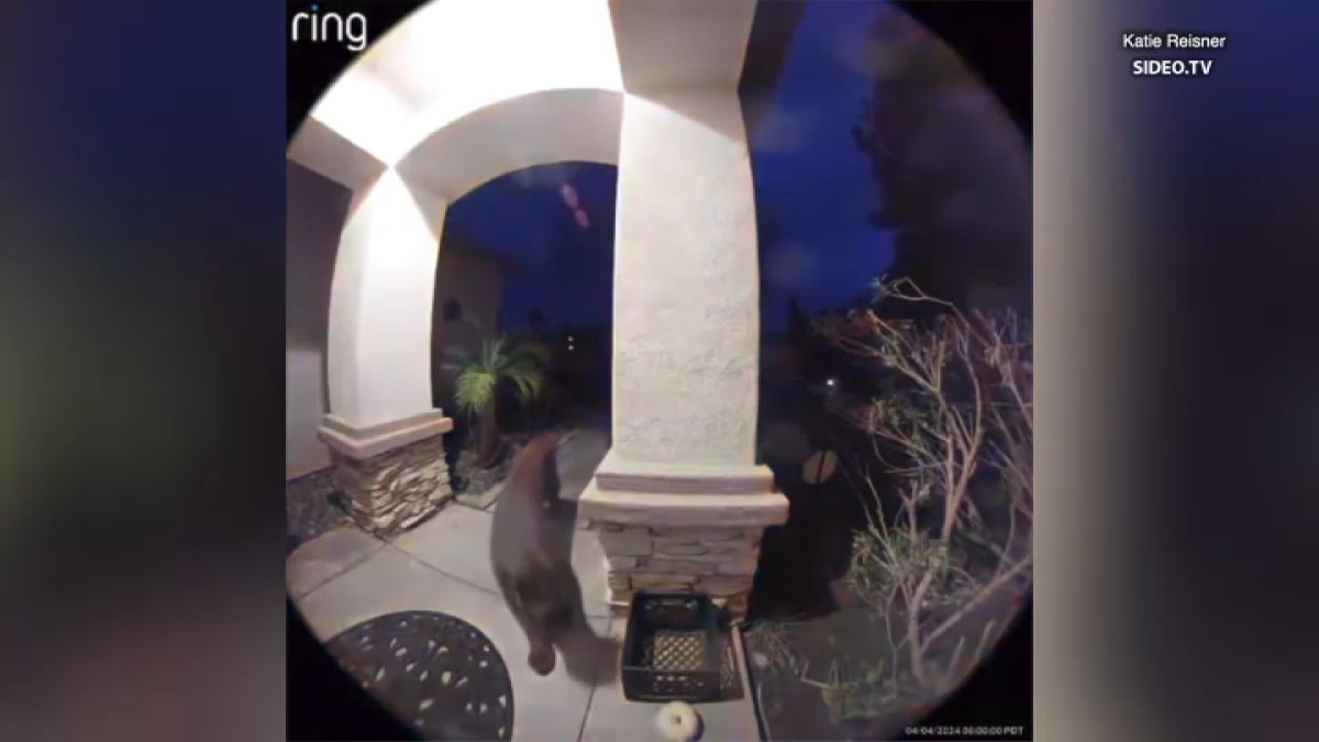 Caught on camera: Possible mountain lion in Escondido – NBC 7 San Diego - Vimarsana News