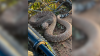 ‘Coiled up in ready position': Mountain biker encounters rattlesnake in San Diego