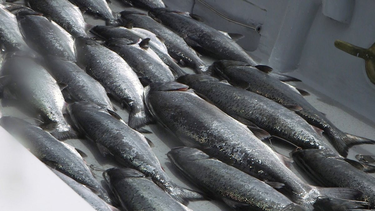 California’s salmon fishing season could face second year of total ...