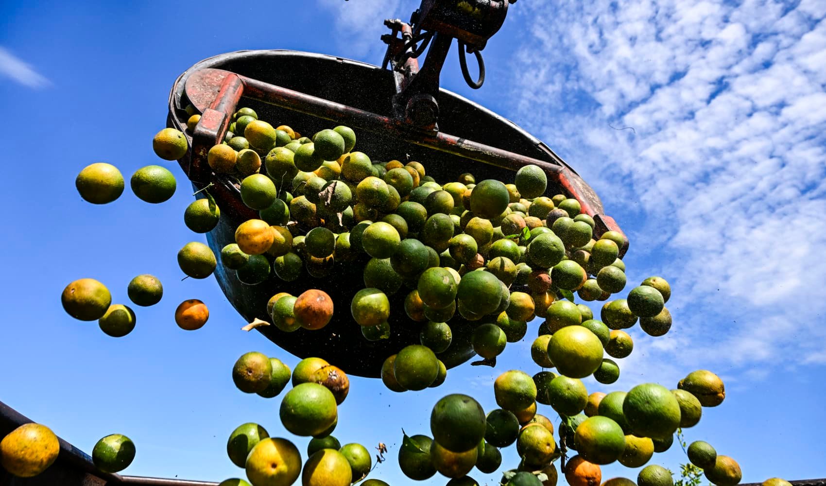 Orange juice prices are going through the roof — forcing some makers to consider alternative fruits - Vimarsana News