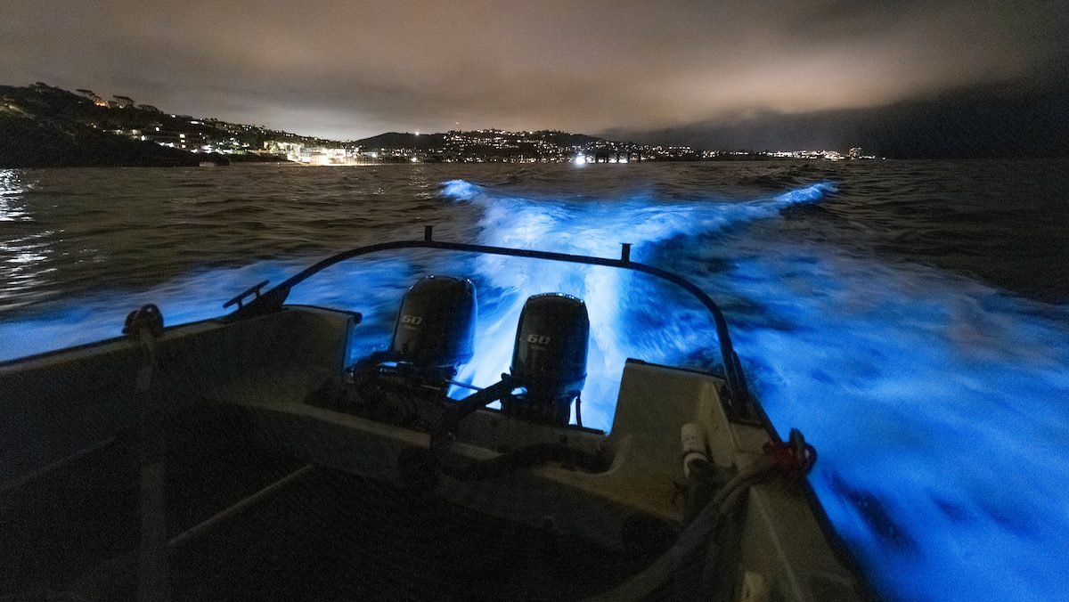 San Diego boat glides through bioluminescence at beaches – NBC 7 San Diego - Vimarsana News