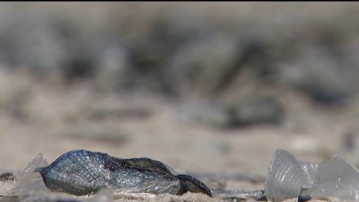 What are those blue blobs piling up on San Diego beaches? Velella velellas!