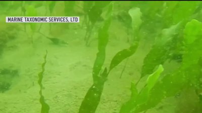Billions of dollars going toward fighting invasive algae in San Diego Bay