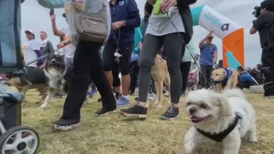 Thousands participate in 30th annual Walk For Animals at Liberty Station