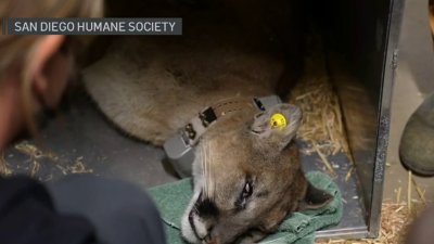 Mountain lion hit by car returns to wild after recovering at Ramona Wildlife Center