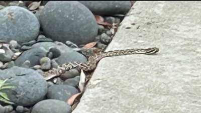 Rattlesnakes are out, San Diego, so watch your step … and your dog